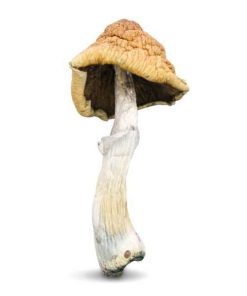 Buy Malabar Magic Mushrooms