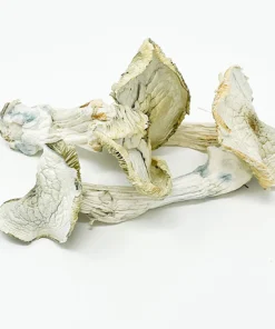 Buy Albino A+ Magic Mushrooms
