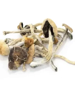 Buy Amazonian Magic Mushrooms